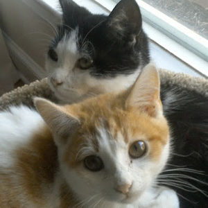 Meet your Posher, Thad